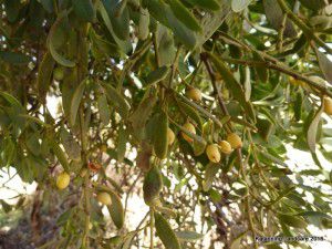 1-Mistletoe fruit on a quondong Butterworth Road