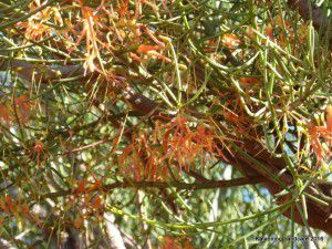 2-Mistletoe on acacia full