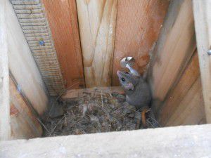 The Red Tailed Phascogale who made a home in the nesting box