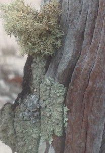 Three Lichen on a Jam Post