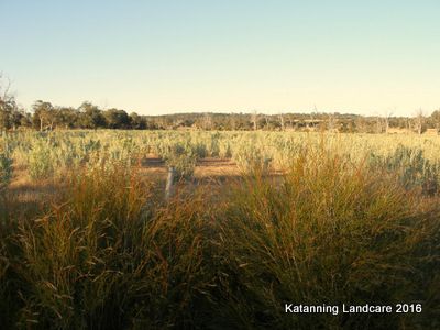 Saltbush planted on saline land, bringing life and productivity back.
