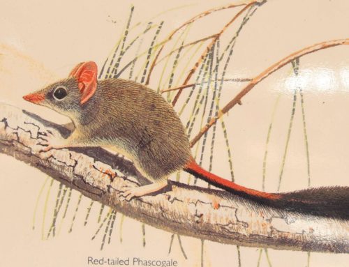 Free Red-tailed phascogale printables