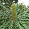 Banksia Grandis