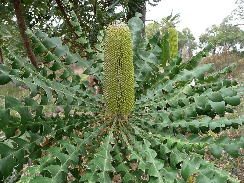 Landscaping Plants - Banksia Grandis