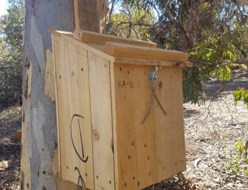 Protecting the Phascogale  Get a FREE nesting box on your property