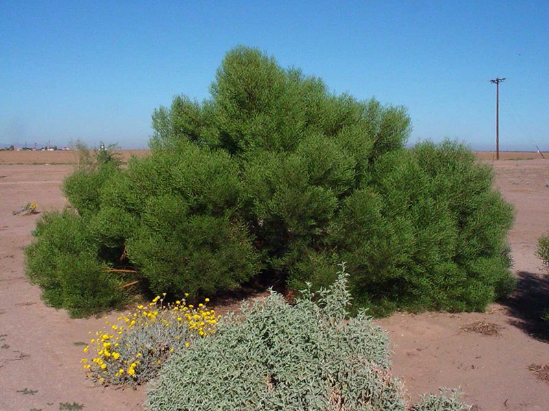 Native Plants Sales | Revegetation - Good Drainage | Acacia Cyclops
