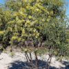 Acacia microbotrya