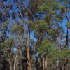 Eucalyptus astringens