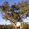 Eucalyptus camaldulensis ssp obtusa