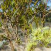 Eucalyptus densa
