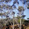 Eucalyptus gardneri