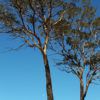 Eucalyptus kondininensis