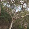Eucalyptus leucoxylon ssp. Megalocarpa