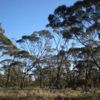 Eucalyptus longicornis