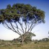 Eucalyptus loxophleba ssp lissophloia