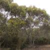 Eucalyptus platypus ssp platypus