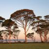 Eucalyptus salmonophloia