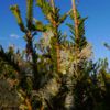 Melaleuca brevifolia